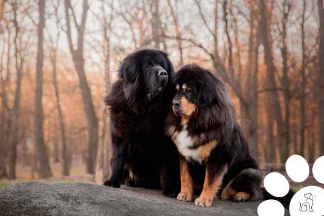 Cachorros mais caros do mundo