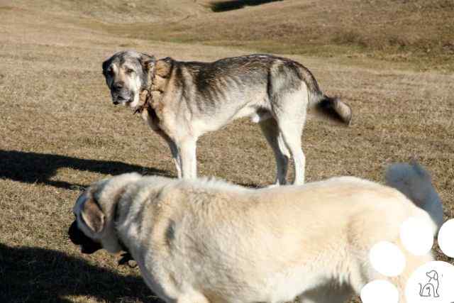 maiores cachorros do mundo