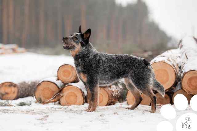 cachorros mais inteligentes do mundo