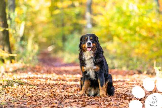 maiores cachorros do mundo