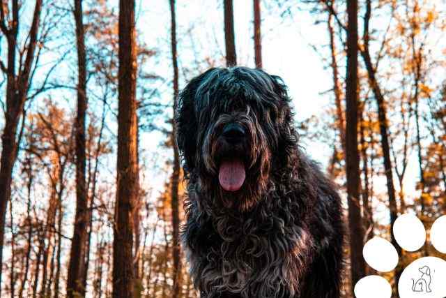 maiores cachorros do mundo