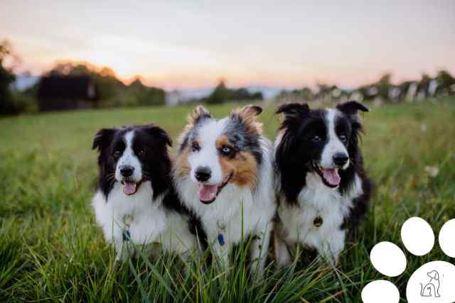 cachorros mais inteligentes do mundo