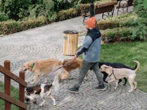 O que torna um cachorro inteligente