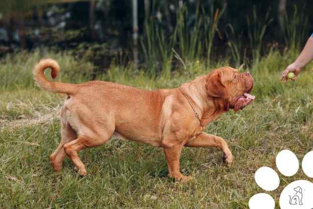 maiores cachorros do mundo