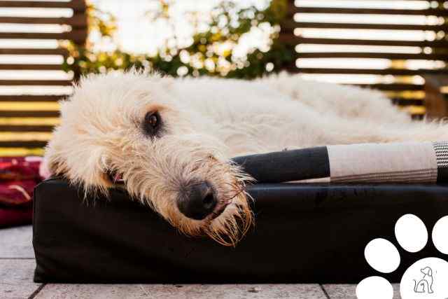 maiores cachorros do mundo