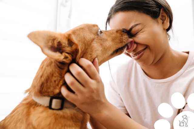 O que significa quando o cachorro te lambe muito