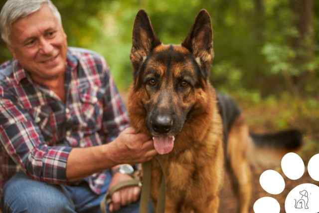 cachorros mais inteligentes do mundo