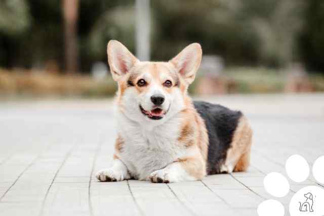 cachorros mais inteligentes do mundo