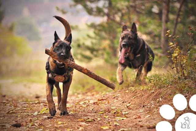 O que torna um cachorro inteligente