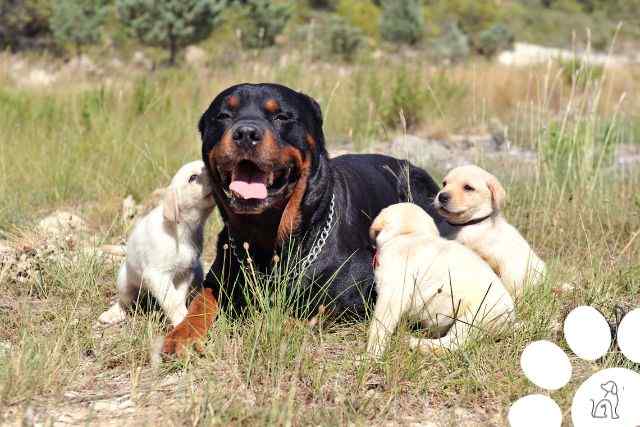 cachorros mais inteligentes do mundo