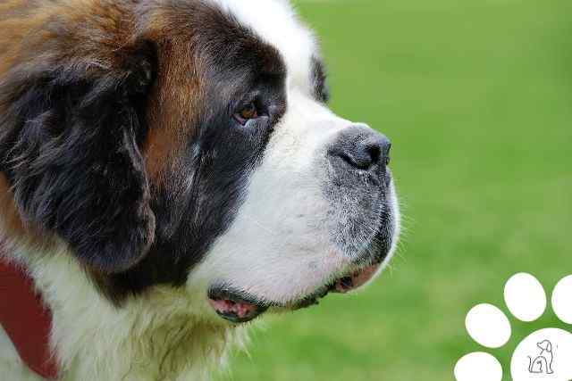 maiores cachorros do mundo