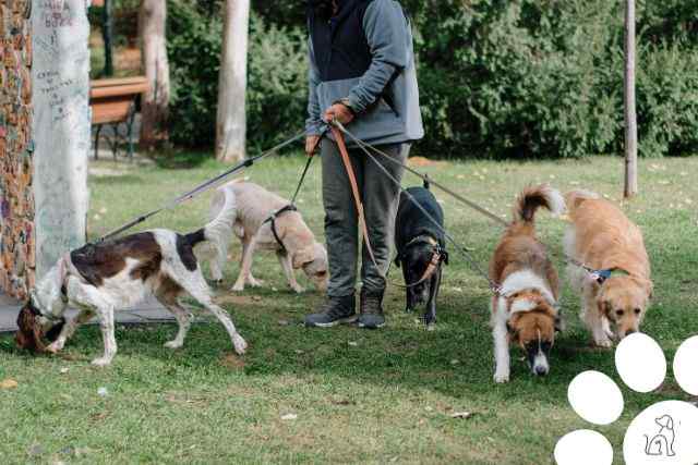 O que torna um cachorro inteligente