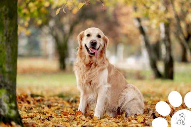 cachorros mais inteligentes do mundo