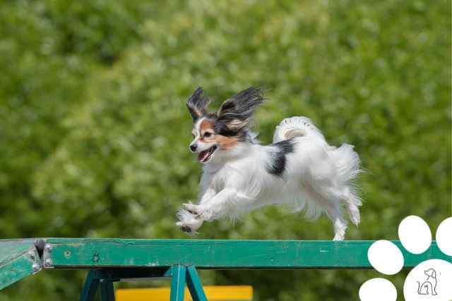 cachorros mais inteligentes do mundo