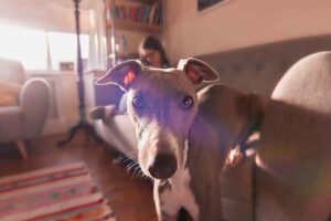 Cachorros em condomínio 8 dicas para uma boa convivência