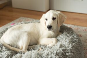 Caminha para cachorro