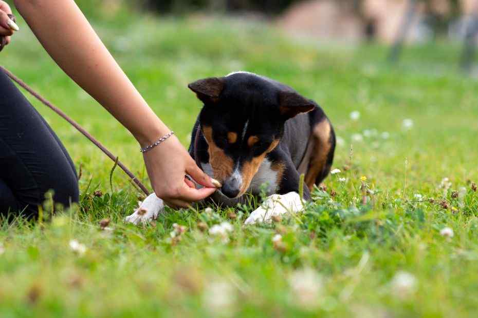 treinador de cães