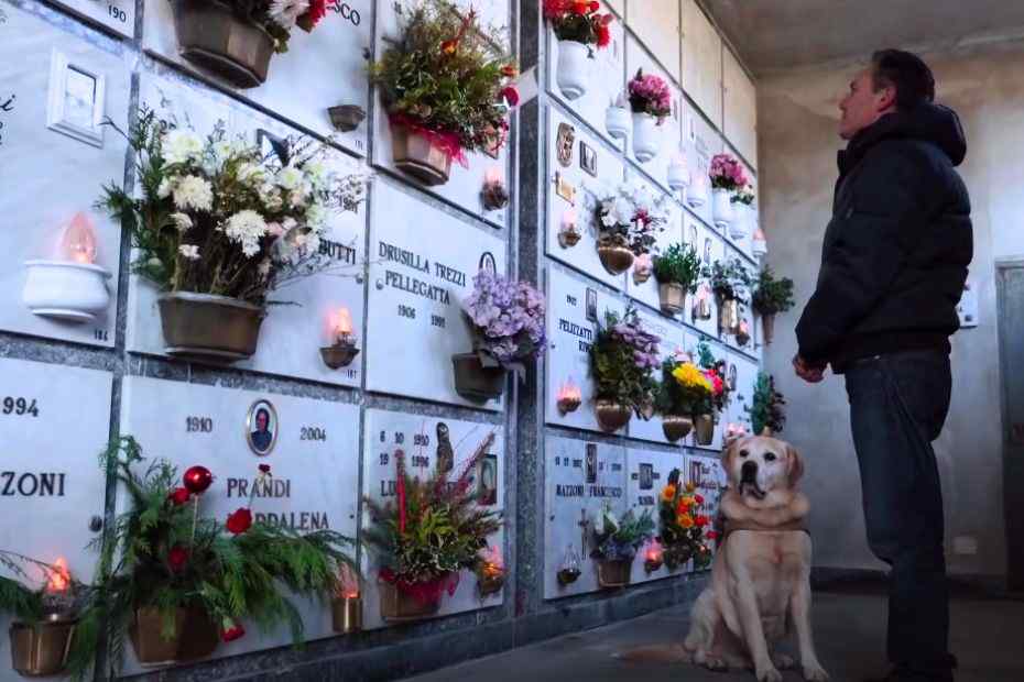 Documentários e séries sobre cães Netflix