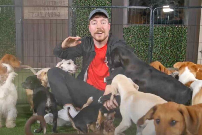 Youtuber MrBeast encontrou lares para 100 cães