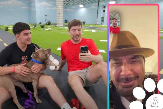 Youtuber MrBeast encontrou lares para 100 cães