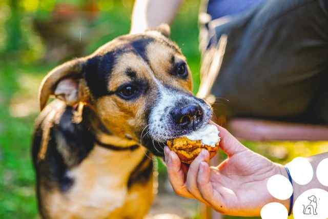 o que cachorros não podem comer