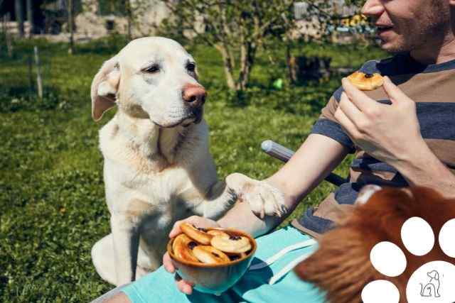 o que cachorros não podem comer