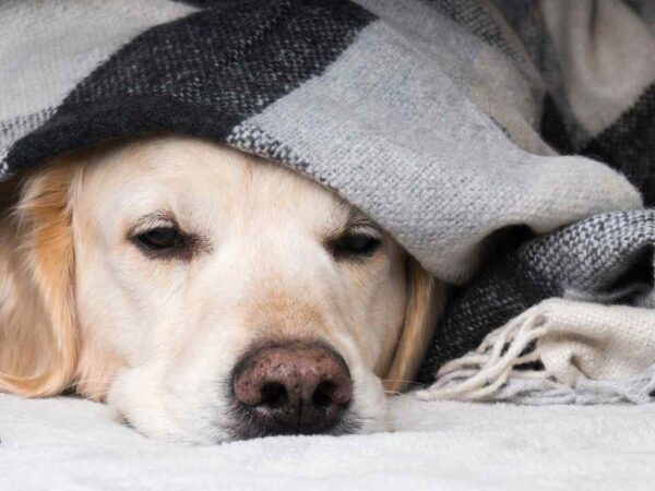 o que cachorros não podem comer