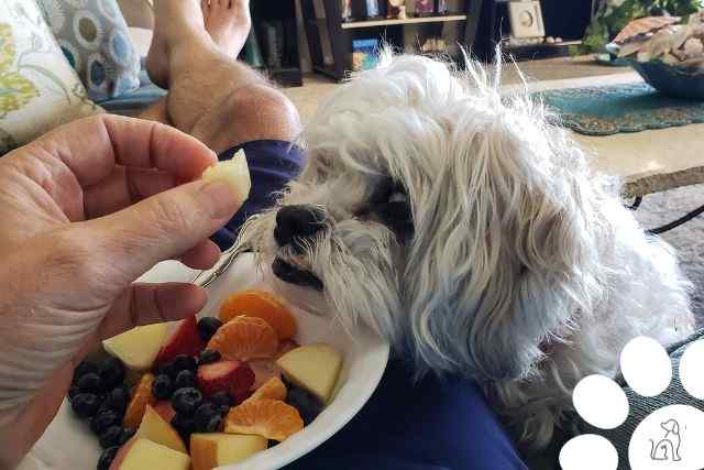 Quais são os alimentos que os cachorros podem comer