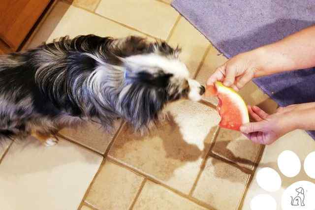 Quais são os alimentos que os cachorros podem comer