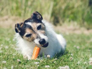 Quais são os alimentos que os cachorros podem comer