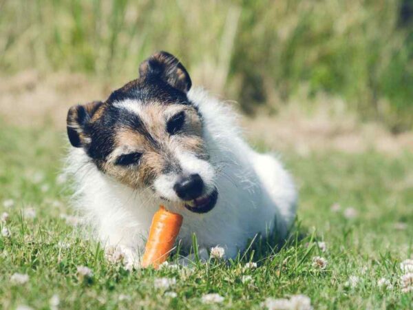 Quais são os alimentos que os cachorros podem comer