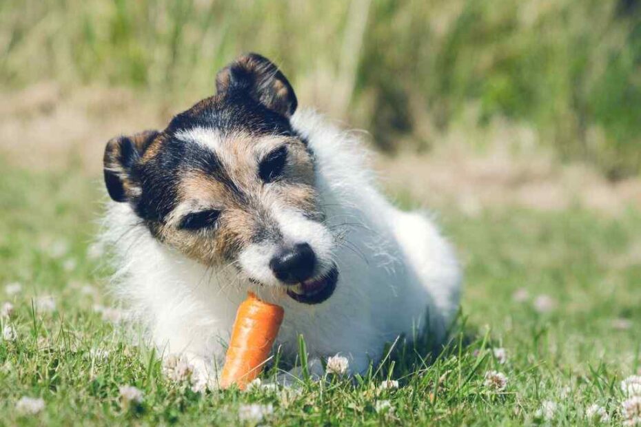 Quais são os alimentos que os cachorros podem comer