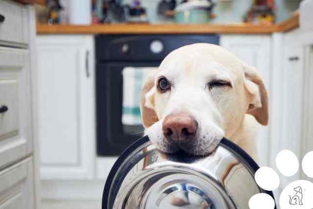 Quais são os alimentos que os cachorros podem comer