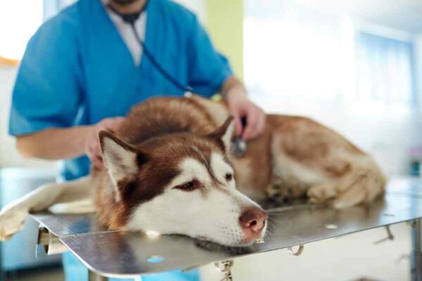 cachorro está com dor de dente