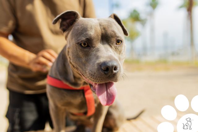 cães de guarda - amstaff