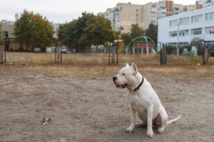 cães de guarda