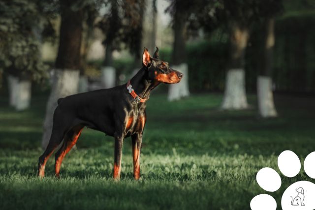 cães de guarda - dobermann