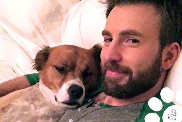 Chris Evans e Dodger