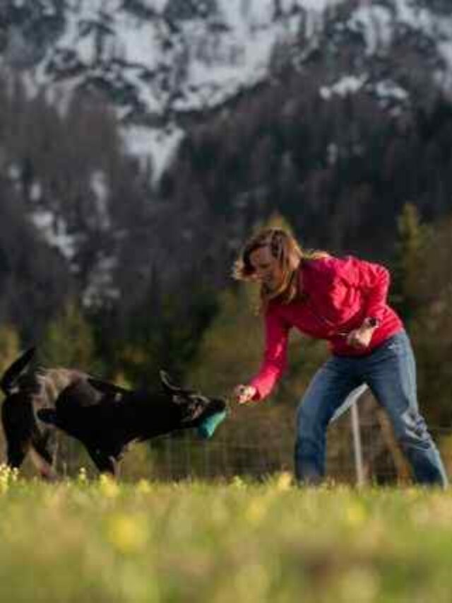 Como escolher treinador de cães?