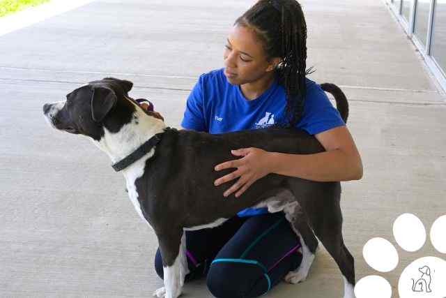 treinador de cães