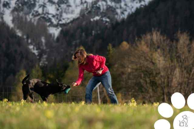 treinador de cães