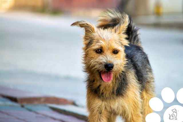 Cachorros do grupo Terrier