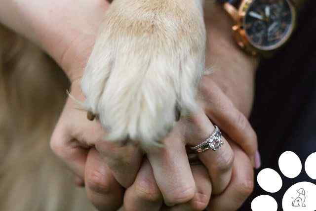 Cachorros no casamento veja dicas para incluir seu melhor amigo na cerimonia 7