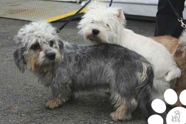 Cachorros do grupo Terrier