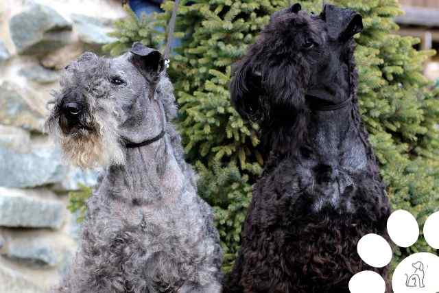 Cachorros do grupo Terrier