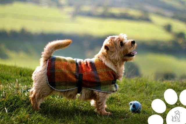 Cachorros do grupo Terrier