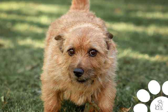 Cachorros do grupo Terrier