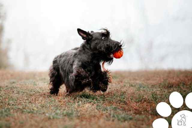 Cachorros do grupo Terrier