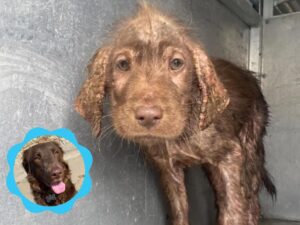 cachorra magra e sem pelo