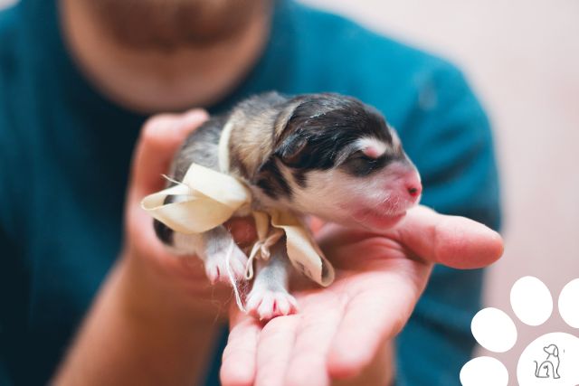 plano de saúde para pet